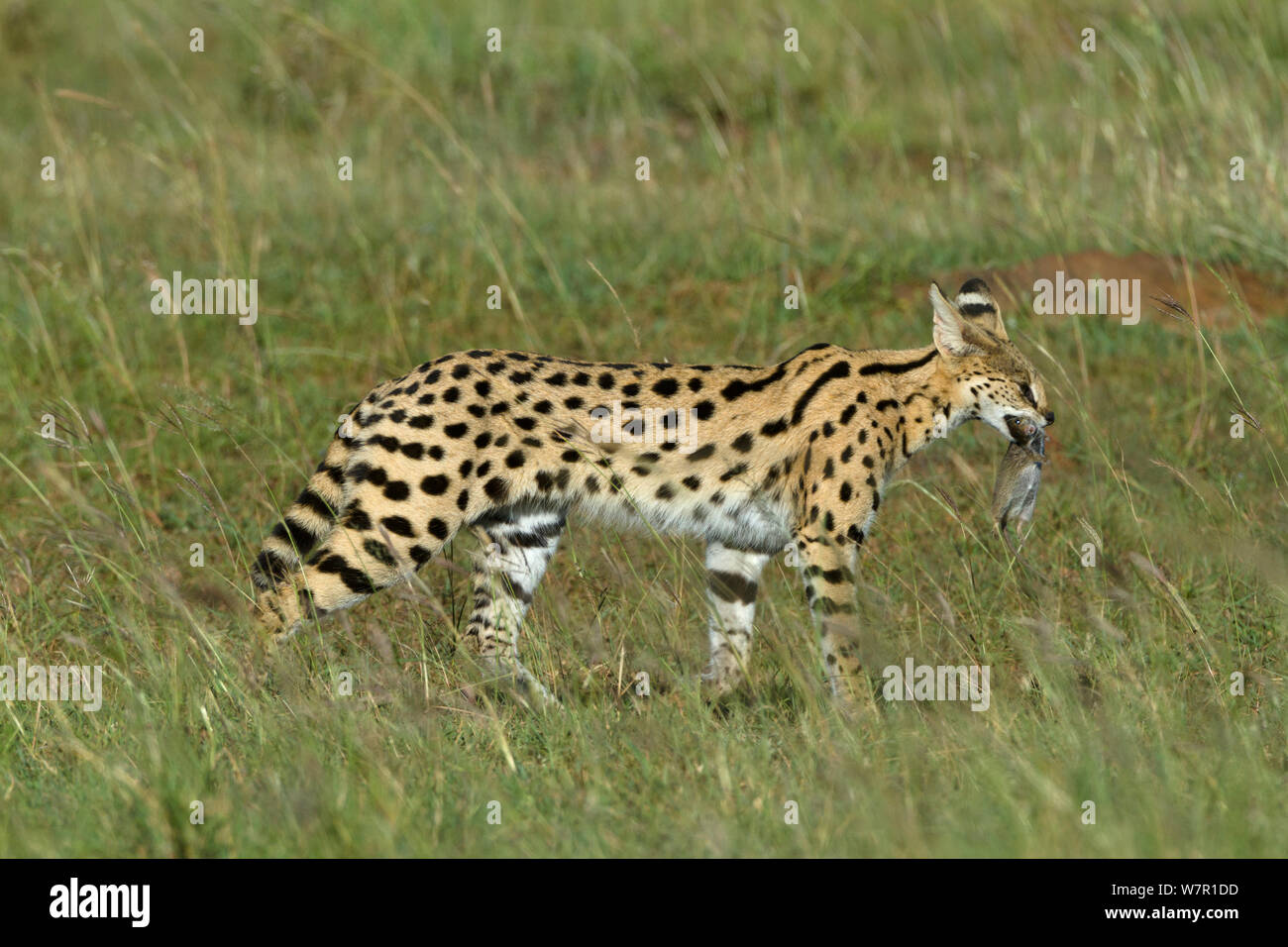 Chat Serval (Felis serval) transportant des proies, Masai-Mara Game Reserve, Kenya Banque D'Images