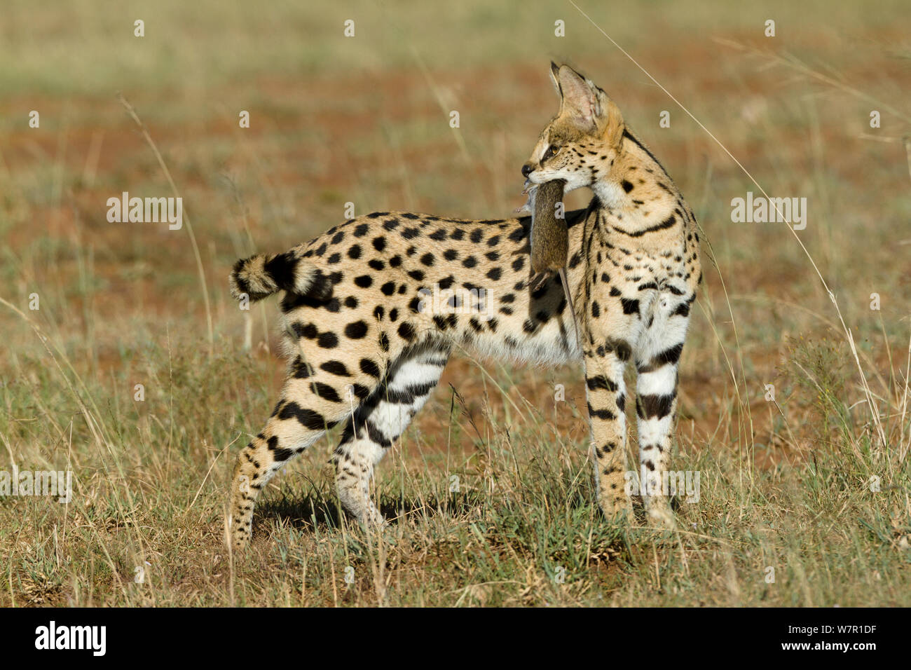 Chat Serval (Felis serval) portant sa proie, Masai-Mara Game Reserve, Kenya Banque D'Images