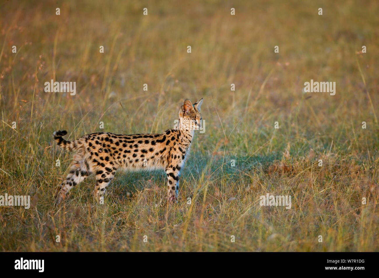Chat Serval (Felis serval) à la proie, Masai-Mara Game Reserve, Kenya Banque D'Images