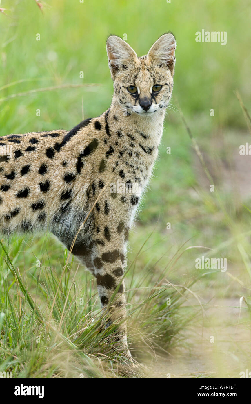 Chat Serval (Felis serval) Masai-Mara Game Reserve, Kenya Banque D'Images