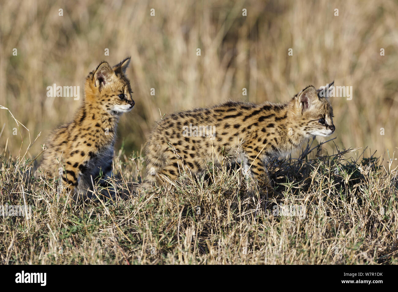 Chat Serval (Felis serval) chatons, Masai-Mara Game Reserve, Kenya Banque D'Images