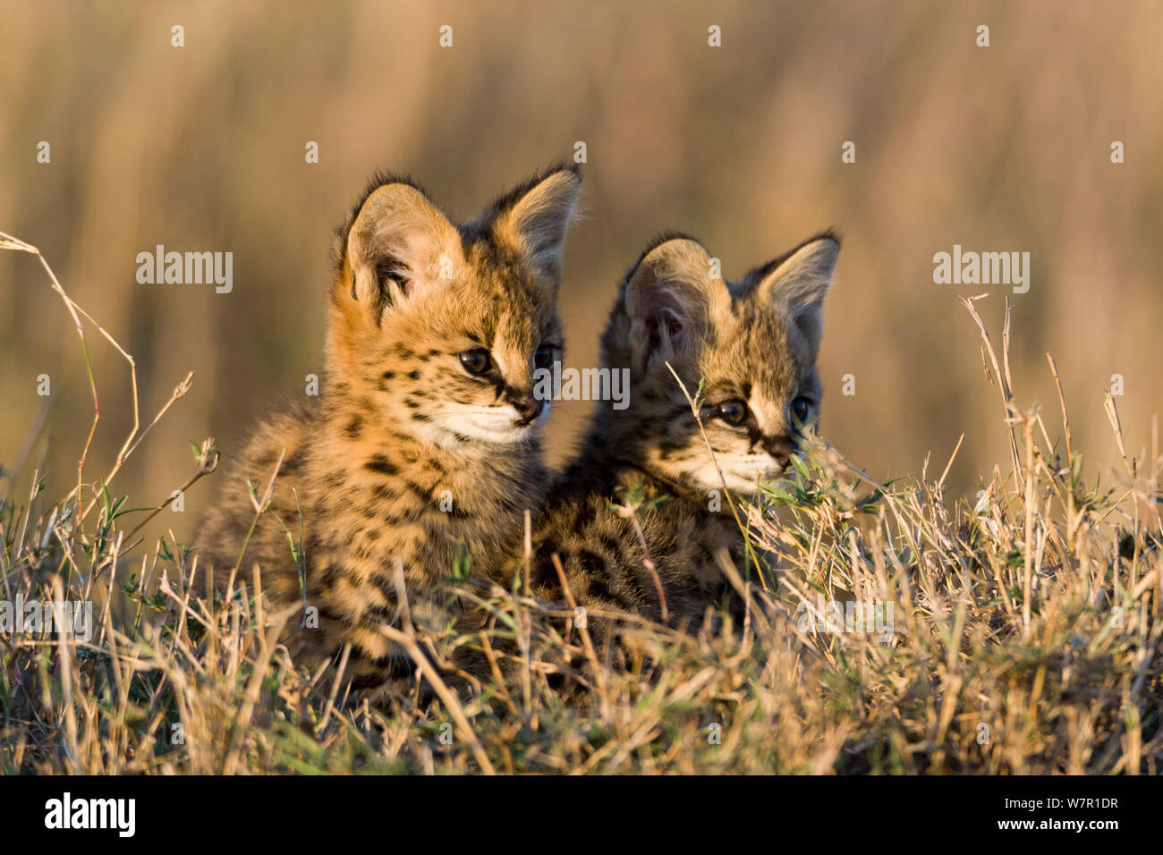 Chat Serval (Felis serval) chatons, Masai-Mara Game Reserve, Kenya Banque D'Images