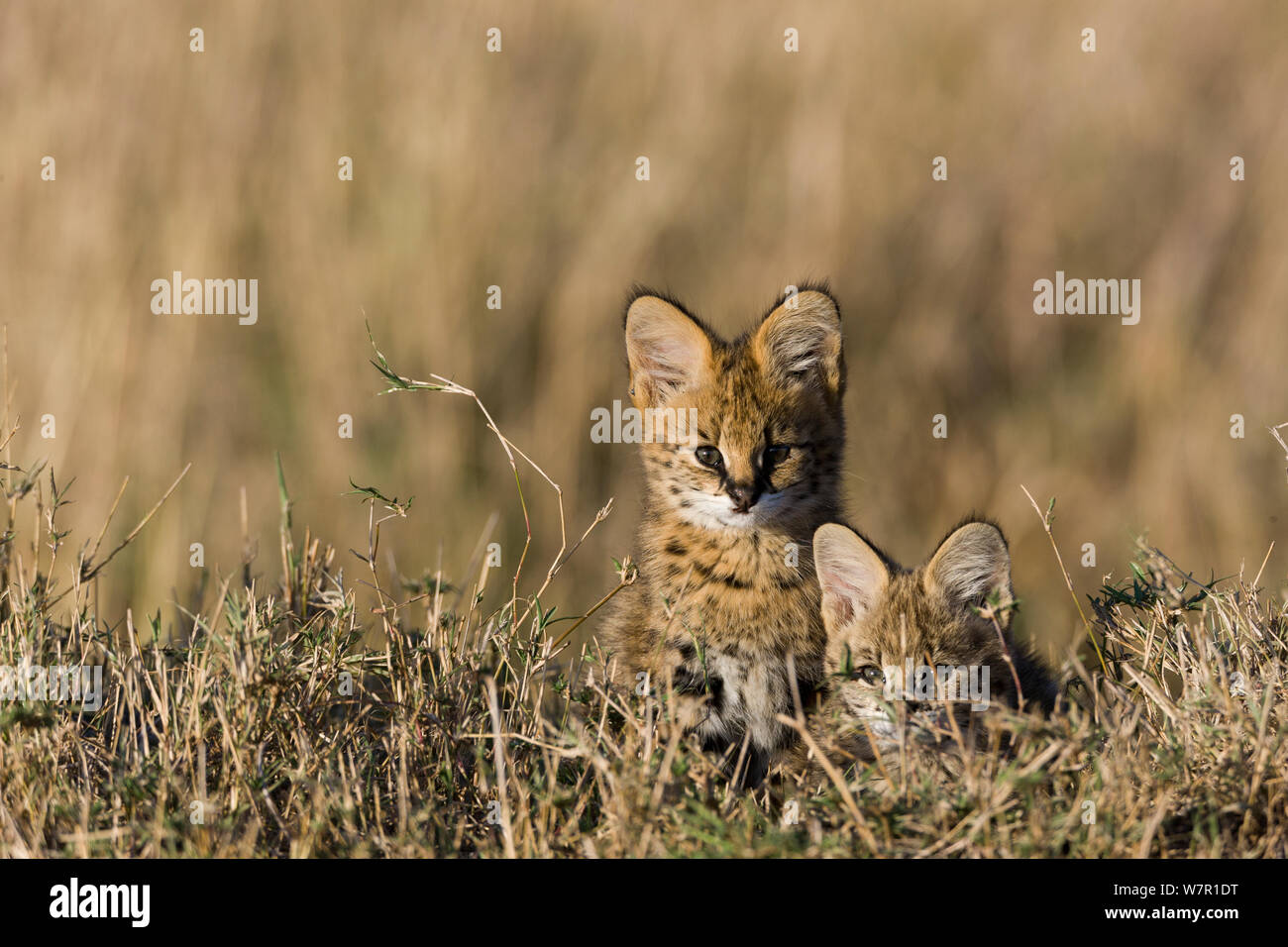 Chat Serval (Felis serval) chatons, Masai-Mara Game Reserve, Kenya Banque D'Images