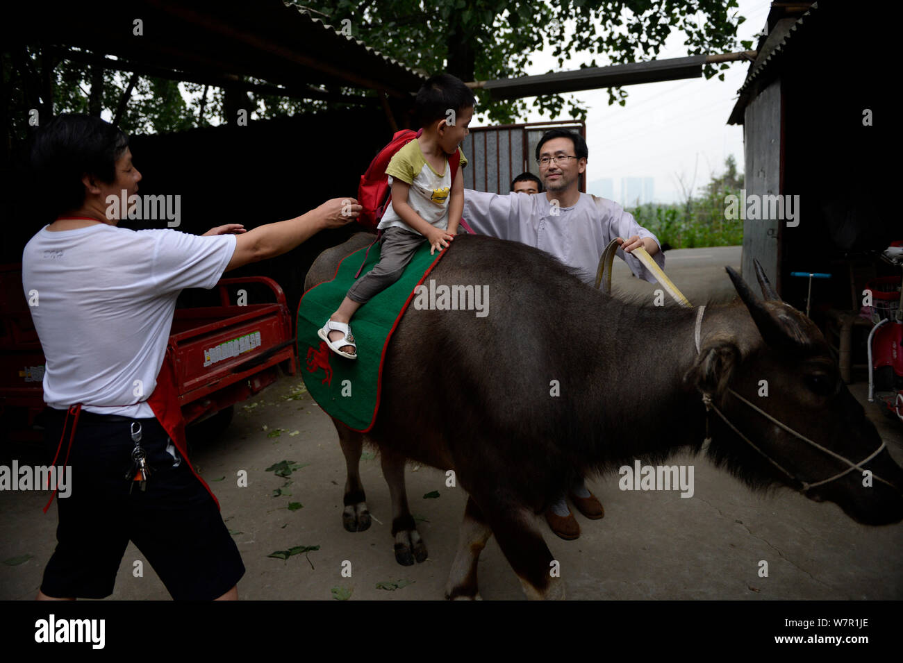 L'enfant de trois ans se prépare à aller à la maternelle à l'arrière d'un boeuf avec son père menant la corde à la maison de la ville de Chengdu, dans le sud-ouest de la Chine. Banque D'Images