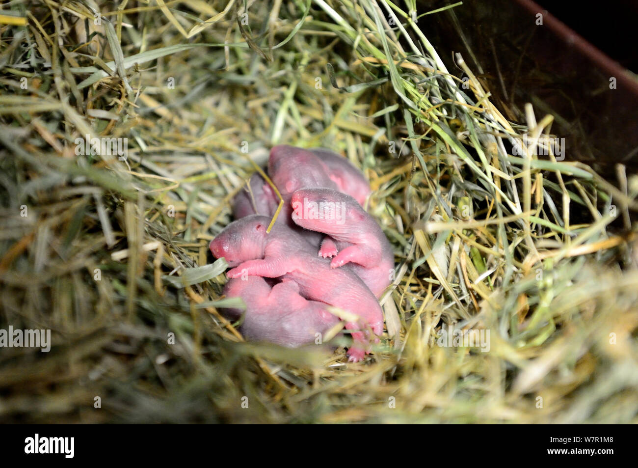 Nouveau-né bébés hamster commun (Cricetus cricetus) l'âge de 2 jours, Alsace, France, captive Banque D'Images