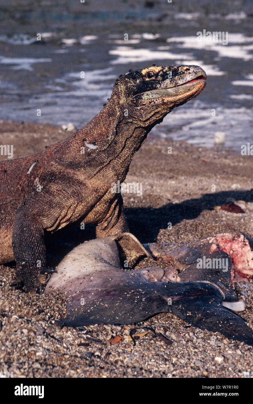 Dragon de Komodo (Varanus komodensis) sur le bord de la mer avec échoués Oceanic poisson-lune (Mola mola) l'île de Komodo. L'Indonésie Banque D'Images