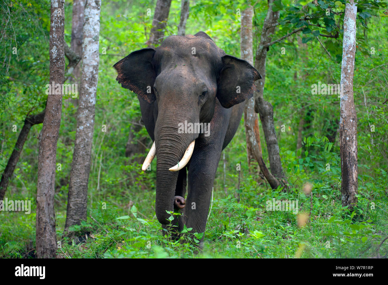 Éléphant d'Asie (Elephas maximus) de sexe masculin, l'Inde Banque D'Images