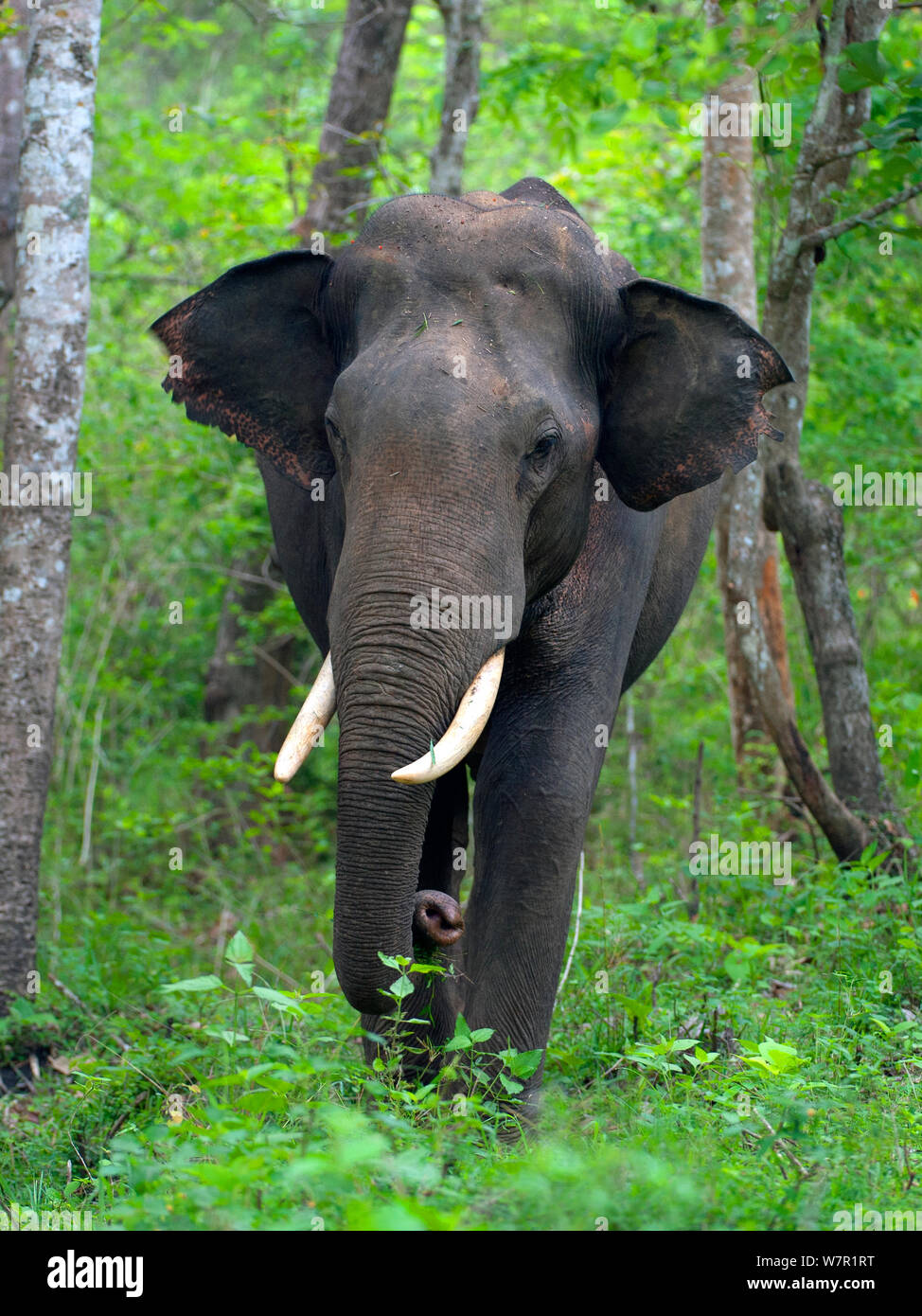 Éléphant d'Asie (Elephas maximus) de sexe masculin, l'Inde Banque D'Images