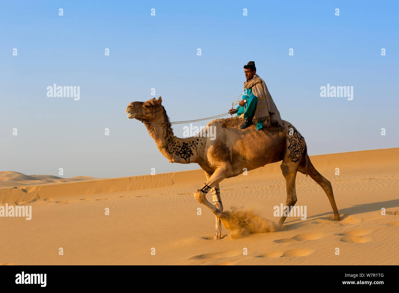 Herder équitation de Chameau Dromadaire (Camelus dromedarius), désert de Thar, Rajasthan, Inde Banque D'Images