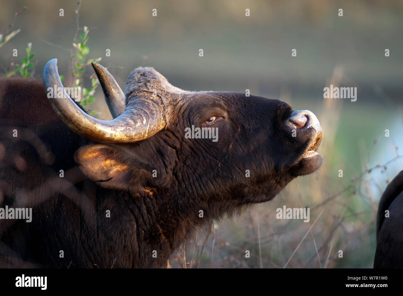 Gaur (Bos gaurus), vieille femme, les oreilles déchirées, affichant une posture flehmen pour détecter les odeurs, Parc National de Kanha, Madhya Pradesh, Inde. Les espèces en voie de disparition. Banque D'Images