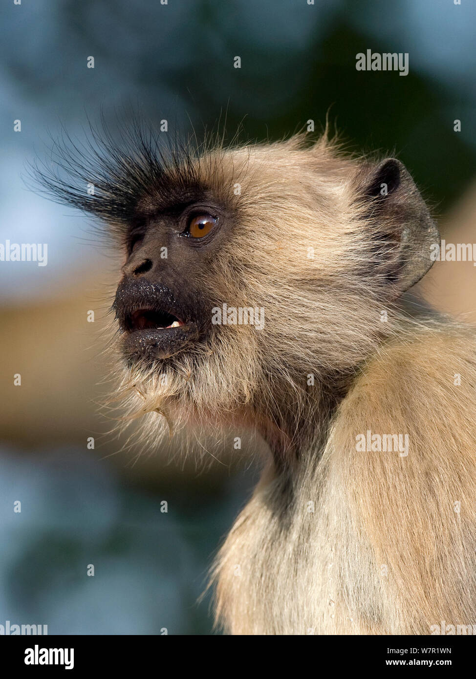 Langur Hanuman Langur commun ou (Semnopithecus/ animaux singe écureuil), Rajasthan, Inde Banque D'Images