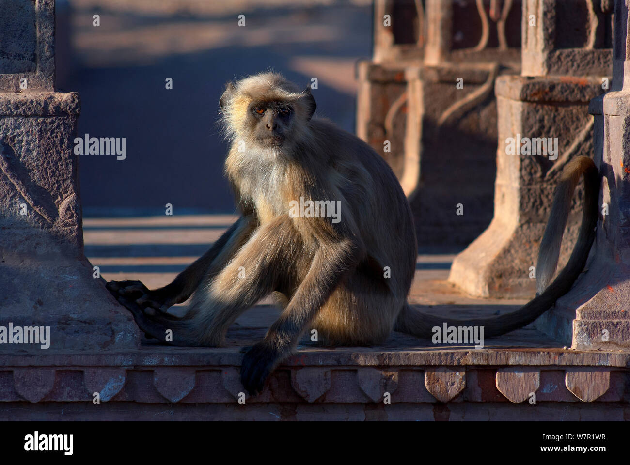 Langur Hanuman Langur commun ou (Semnopithecus / animaux singe écureuil), dans les ruines du temple, Ranthambhore Fort, Rajasthan, Inde Banque D'Images