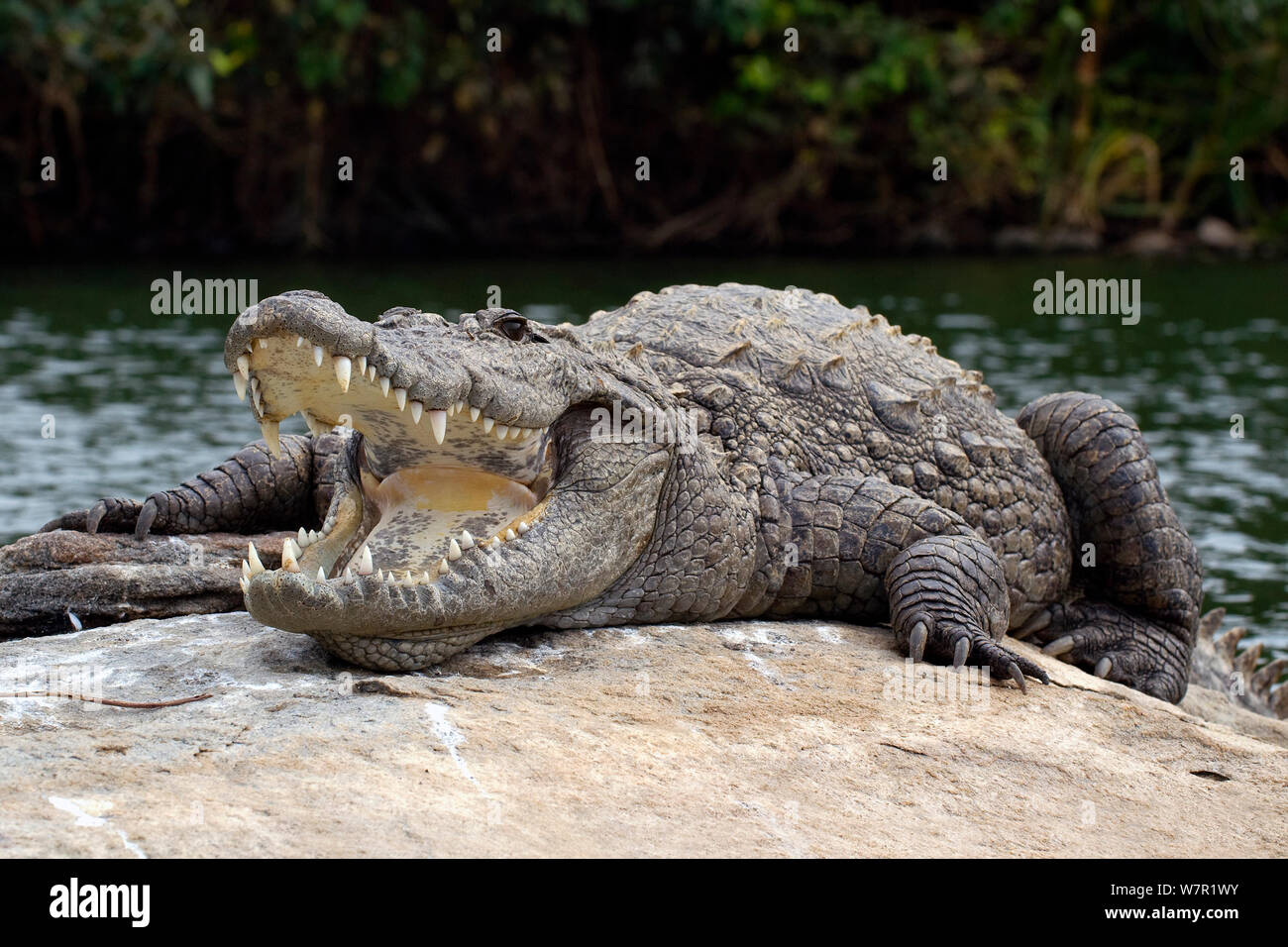 Marsh Crocodile ou voyou (Crocodylus palustris) le pèlerin, avec la bouche ouverte pour la thermorégulation, fleuve Cauvery, Karnataka, Inde Banque D'Images