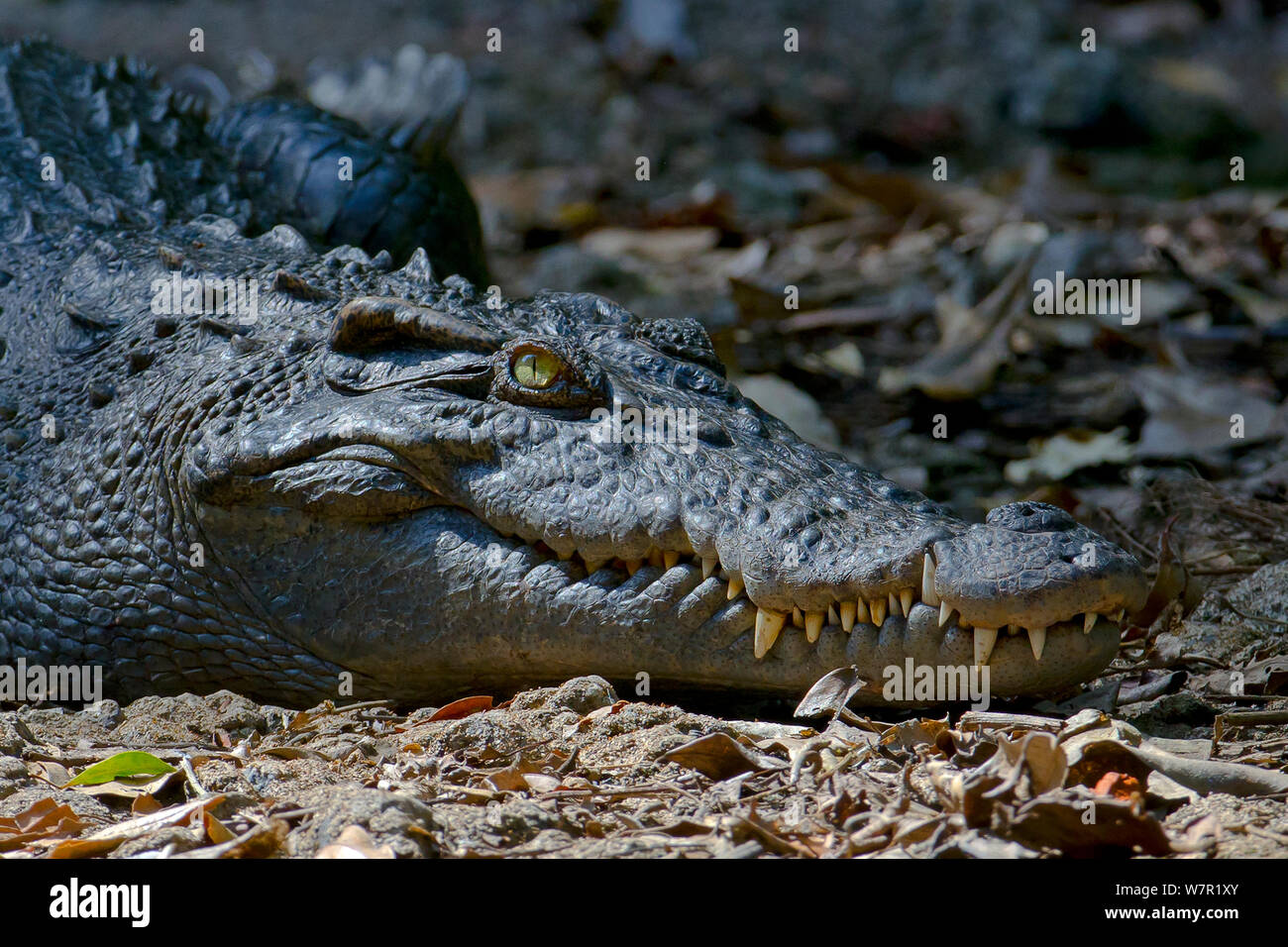 Siamese crocodile (Crocodylus siamensis) Parc national Khao Yai, Thaïlande. Critique d'extinction. Banque D'Images