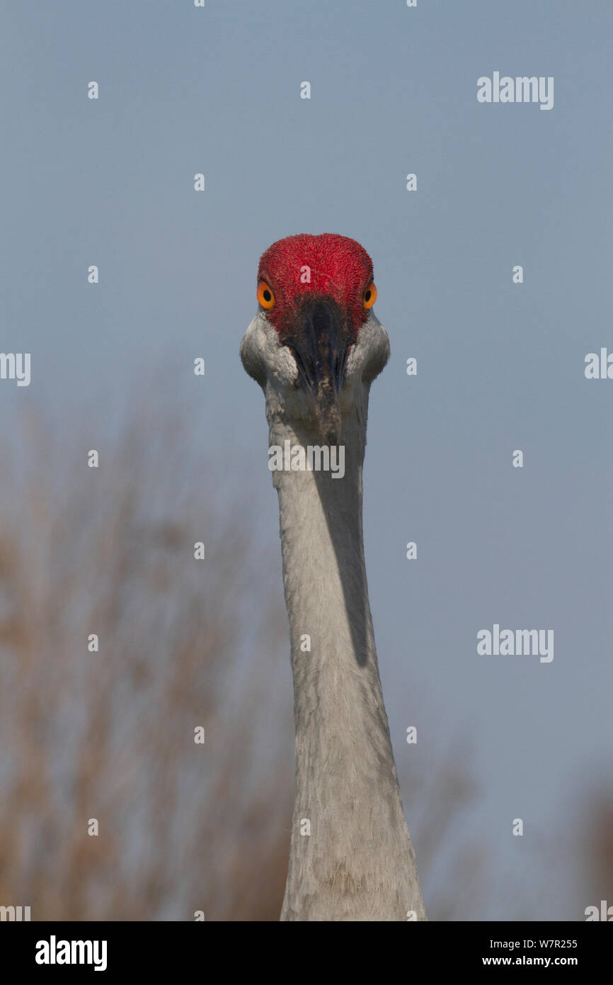 La grue de la Floride (Grus canadensis pratensis), Lakeland, Floride, États-Unis, janvier Banque D'Images