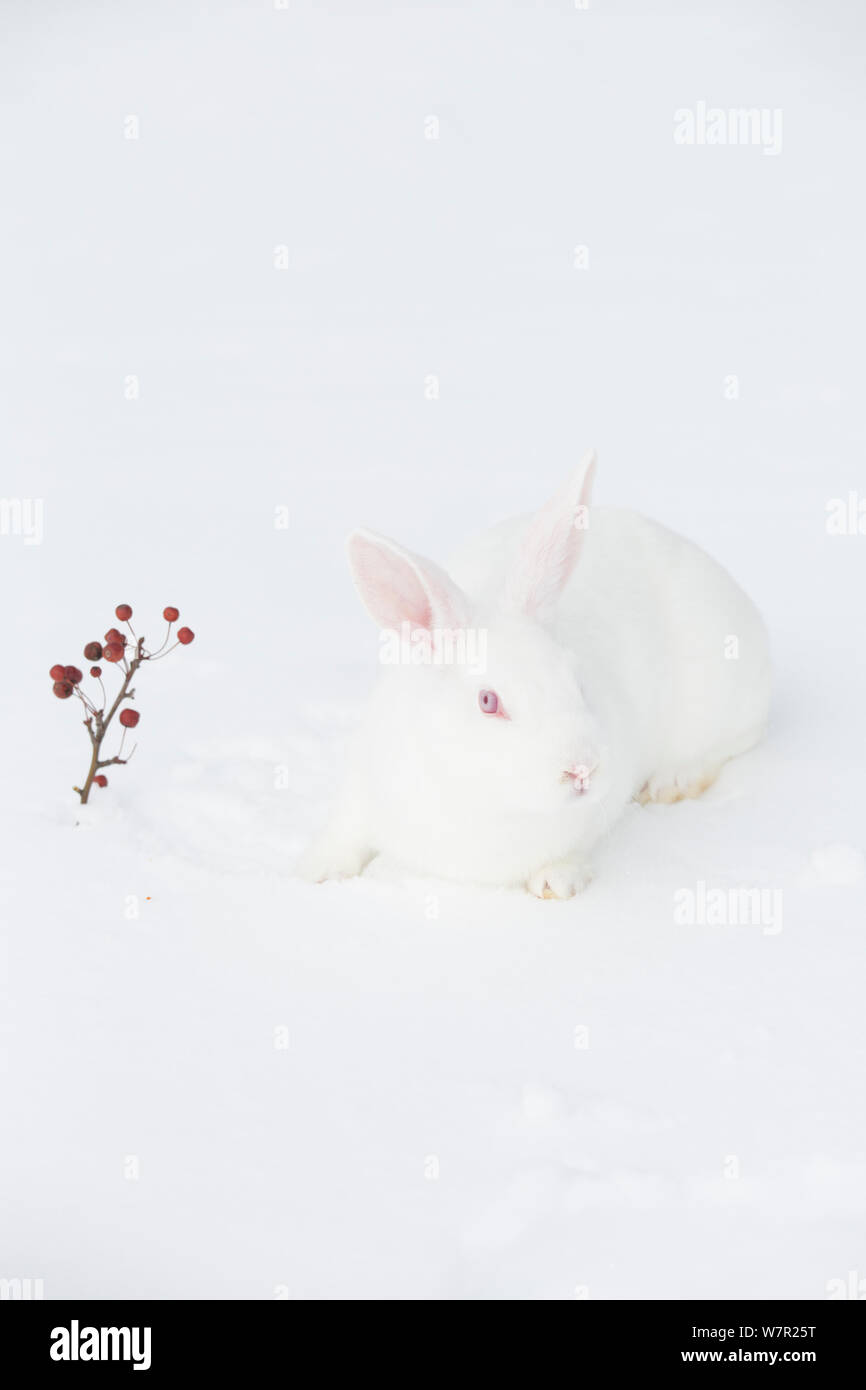 Race Nouvelle-zélande lapin blanc dans la neige, Union européenne, Illinois, États-Unis, l'hiver, les non-ex Banque D'Images