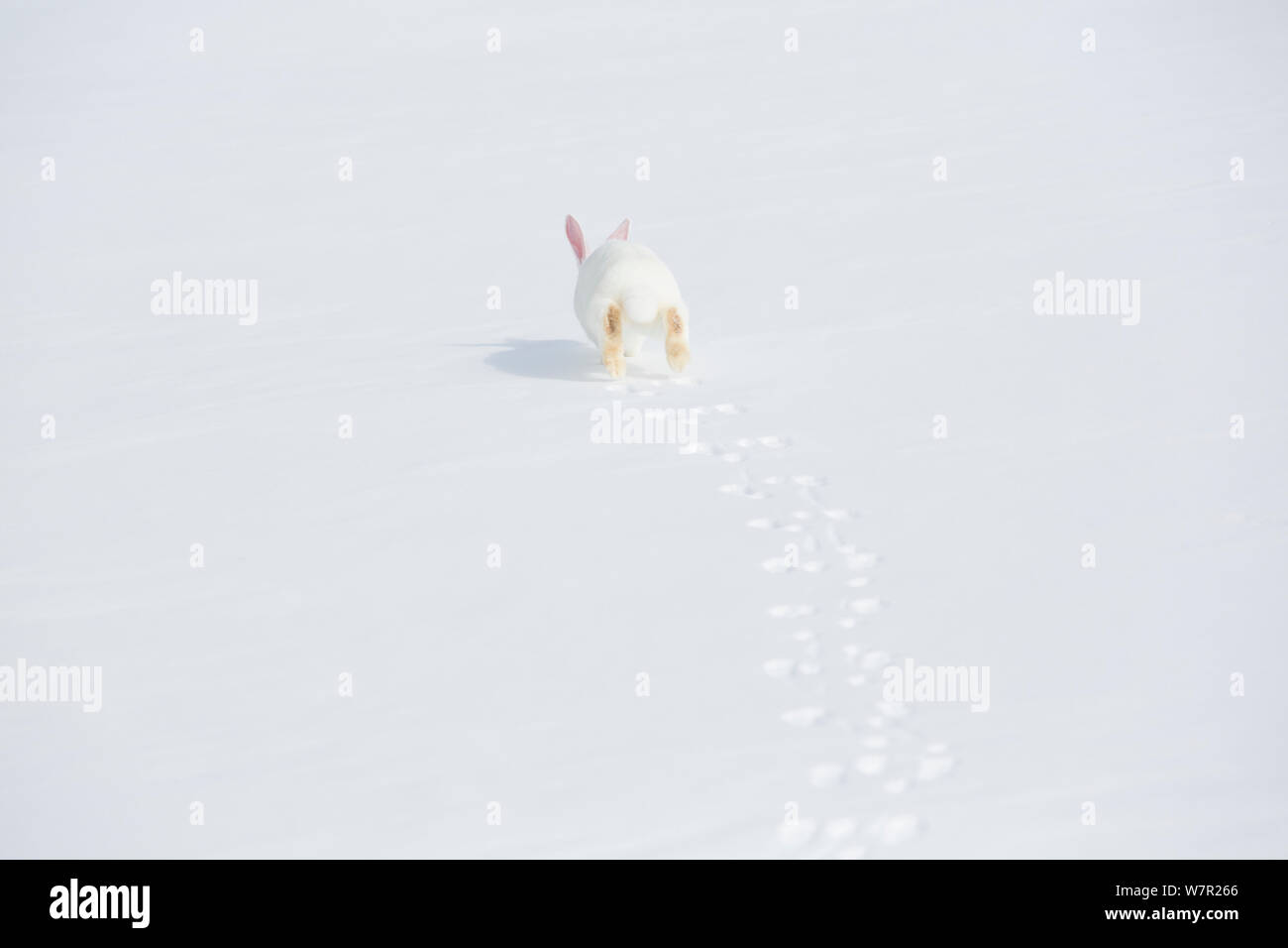 New Zealand white rabbit race tournant dans la neige, l'Union européenne, l'Illinois, aux Etats-Unis, l'hiver, les non-ex Banque D'Images