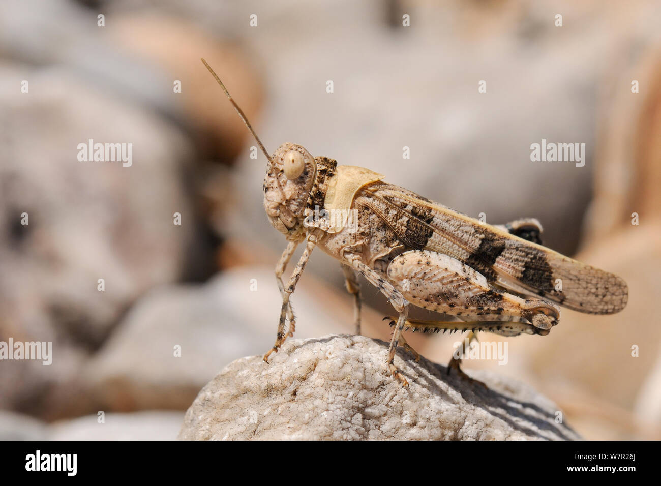 Band-winged Grasshopper (Oedipoda aurea). Samos, Grèce, juillet. Banque D'Images