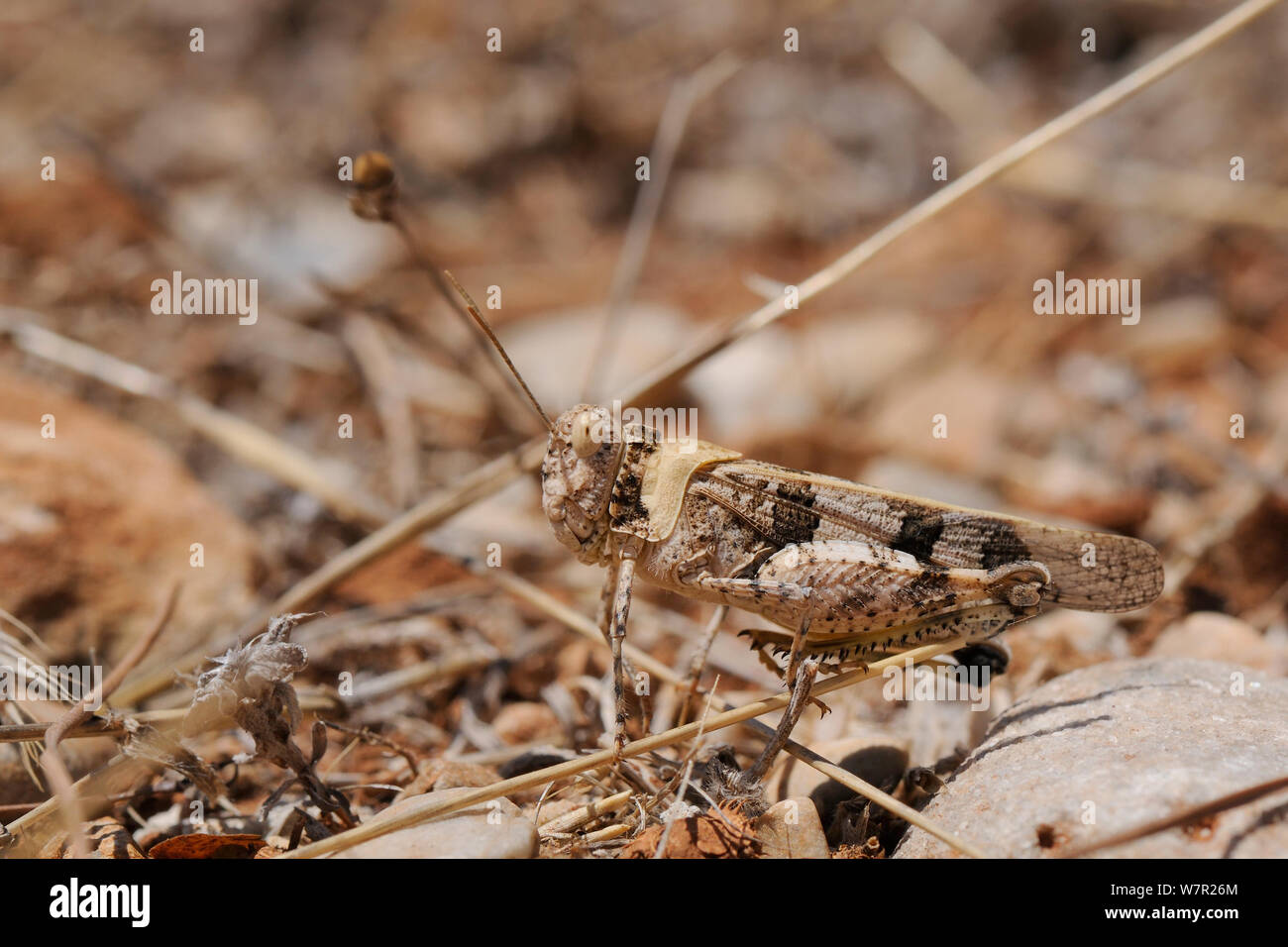 Band-winged Grasshopper (Oedipoda aurea), bien camouflés parmi les herbes sèches et les pierres. Samos, Grèce, juillet. Banque D'Images