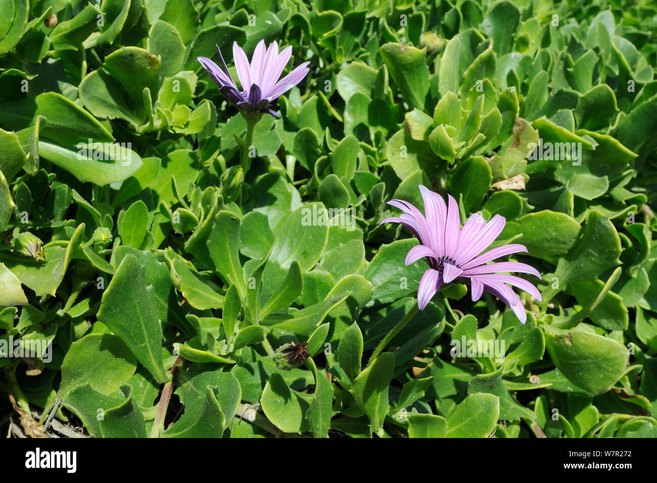 Les marguerites du cap / Cap marguerites (Osteospermum ecklonis Dimorphotheca /) en fleurs. Praia do Martinhal, Sagres, Portugal, juin. Banque D'Images Les marguerites du cap / Cap marguerites (Osteospermum ecklonis Dimorphotheca /) en fleurs. Praia do Martinhal, Sagres, Portugal, juin. Banque D'Images