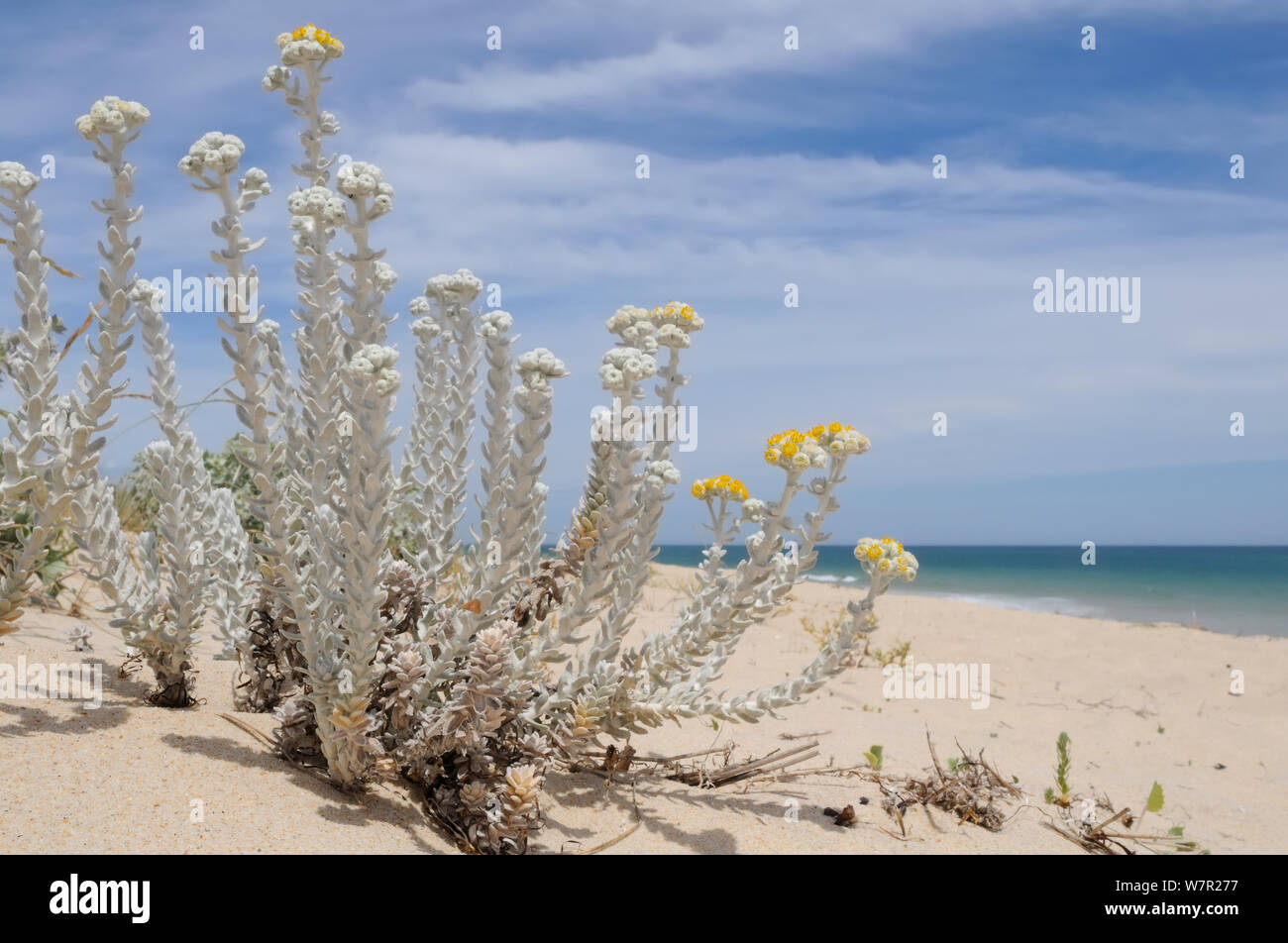 Cottonweed (Achillea maritima / Otanthus maritimus) une espèce récemment perdu à partir de la France, la floraison sur une plage de sable. L'île de Culatra, Ria Formosa, près de Olhao, Portugal. Banque D'Images