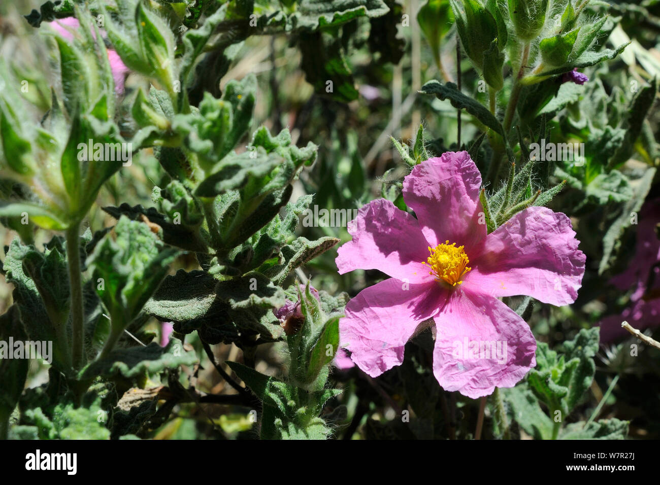 Ciste Rose frisé (Cistus crispus) floraison. Serra de Monchique, près de Foia, Algarve, Portugal, juin. Banque D'Images