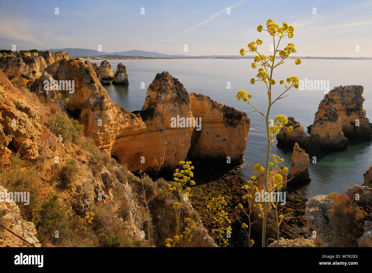 Fenouil géant (Ferrula communis) floraison sur la falaise de grès seastacks avec en arrière-plan. Ponta da Piedade, Lagos, Algarve, Portugal, juin. Banque D'Images