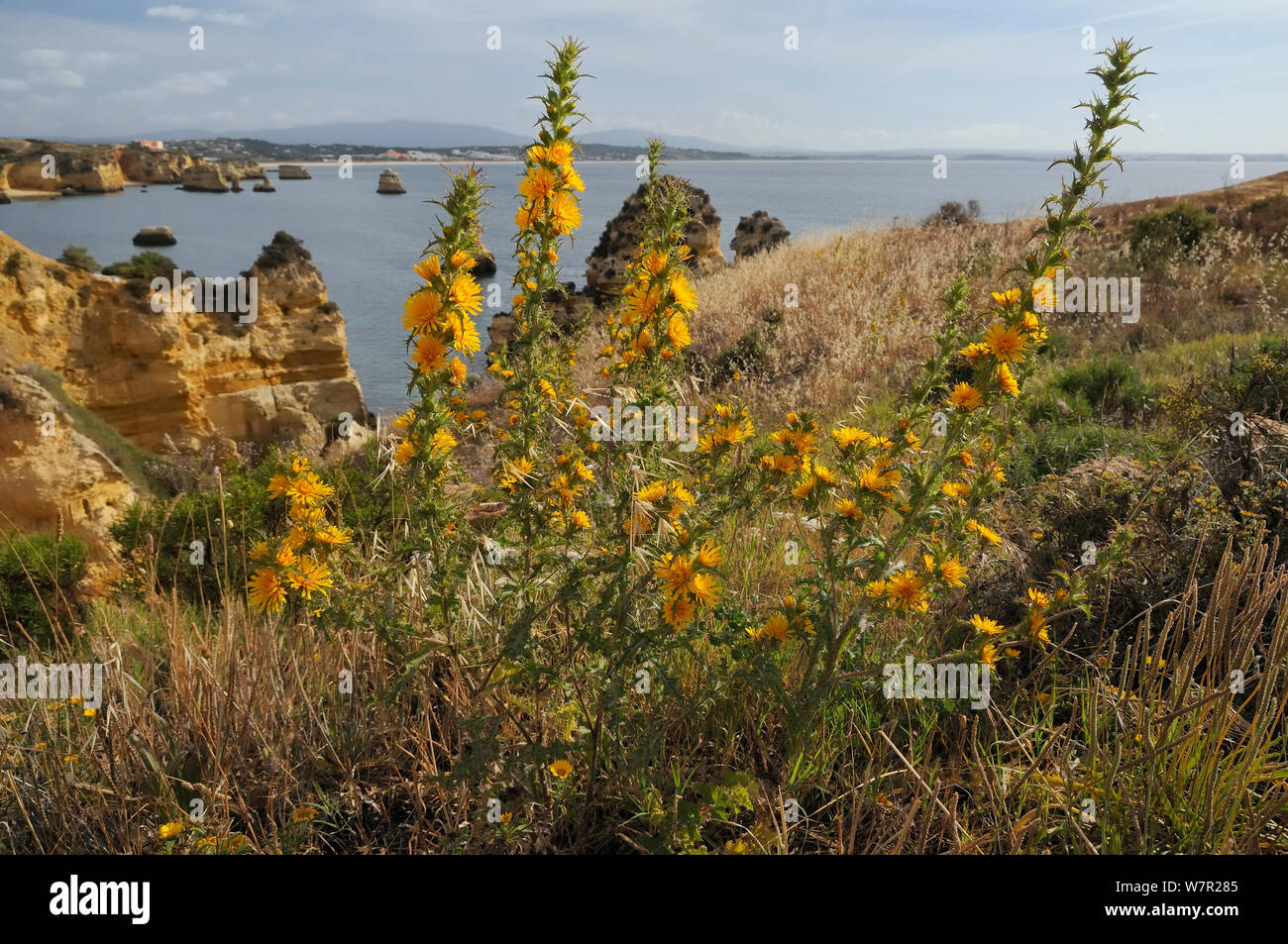 Chardon doré / Huître Espagnol Thistle (Scolymus hispanicus / hispanica) touffe floraison sur bord de la falaise. Ponta da Piedade, Lagos, Algarve, Portugal, juin. Banque D'Images