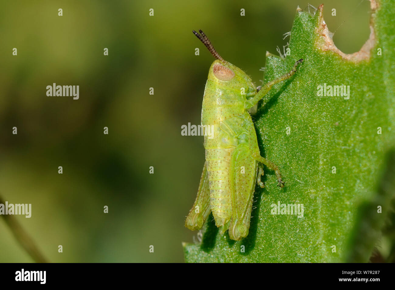 Sauterelle (Aiolopus sp.) sur l'alimentation des larves succulentes feuille. Lagos, Algarve, Portugal, Jene. Banque D'Images