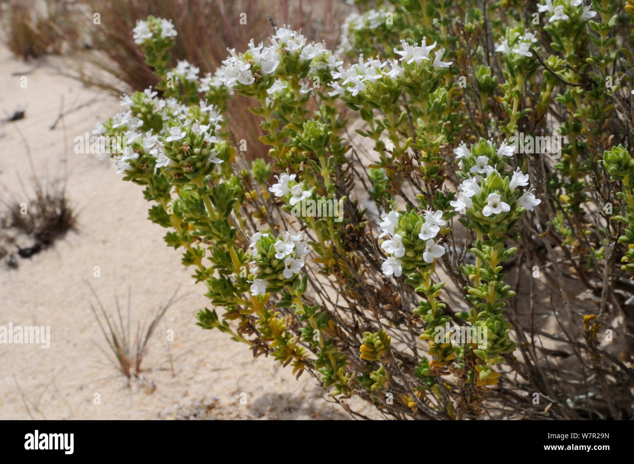 Le thym (Thymus carnosus portugais) une espèce endémique au sud du Portugal, la floraison dans les dunes de sable. L'île de Culatra, Parque Natural da Ria Formosa, Olhao, Algarve, Portugal, juin. Banque D'Images