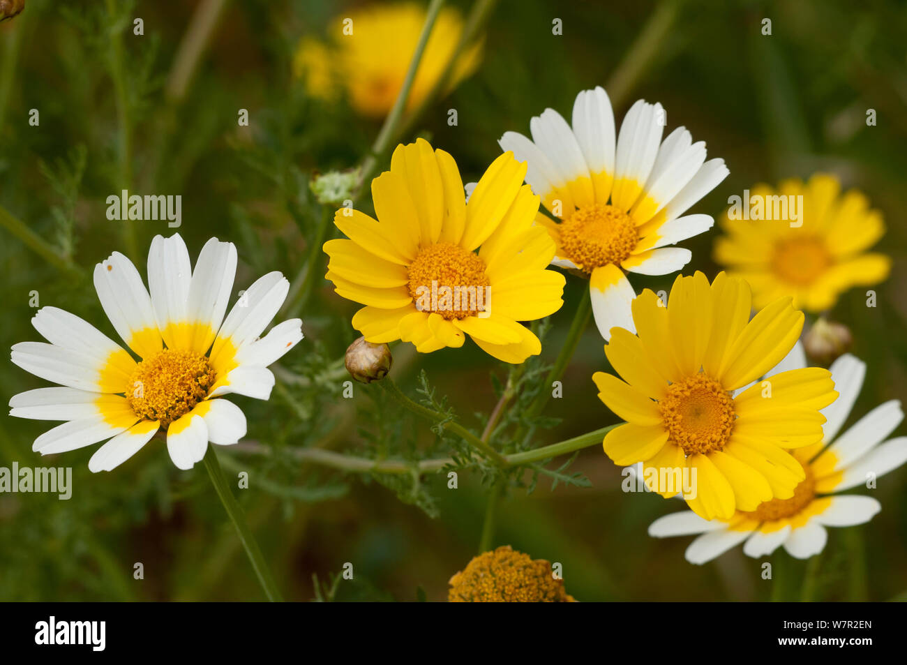 Daisy de la Couronne (Chrysanthemum coronarium) montrant à la fois la variété jaune et la forme bicolore (C. coronarium var discolor) Crète, Avril Banque D'Images