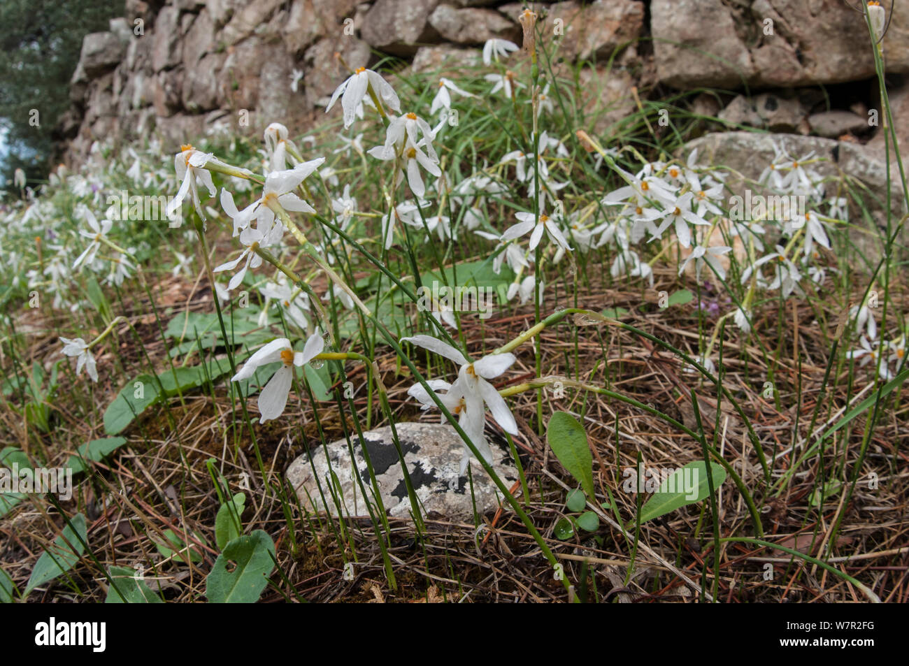 Amaryllidaceae narcissus plants Banque de photographies et d'images à haute  résolution - Alamy