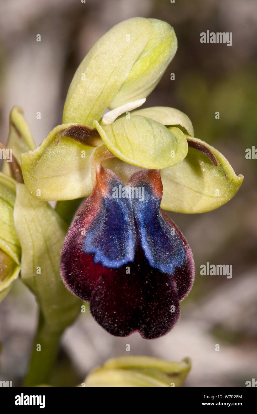 Ophrys Ophrys iricolor Iris (fleurs), une vaste et imposant l'ouest de la Méditerranée orientale. Kambos religieux, près de Spili, Crete Banque D'Images