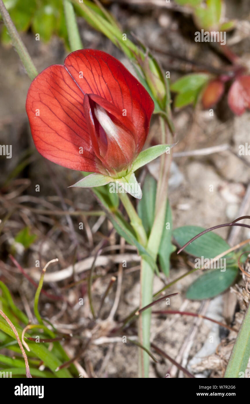 Pois Rouges (Lathyrus cicera) en fleurs, l'un d'un certain nombre de fleurs de pois de couleur fortement dans la région méditerranéenne. Kambos religieux, près de Spili, Crete Banque D'Images