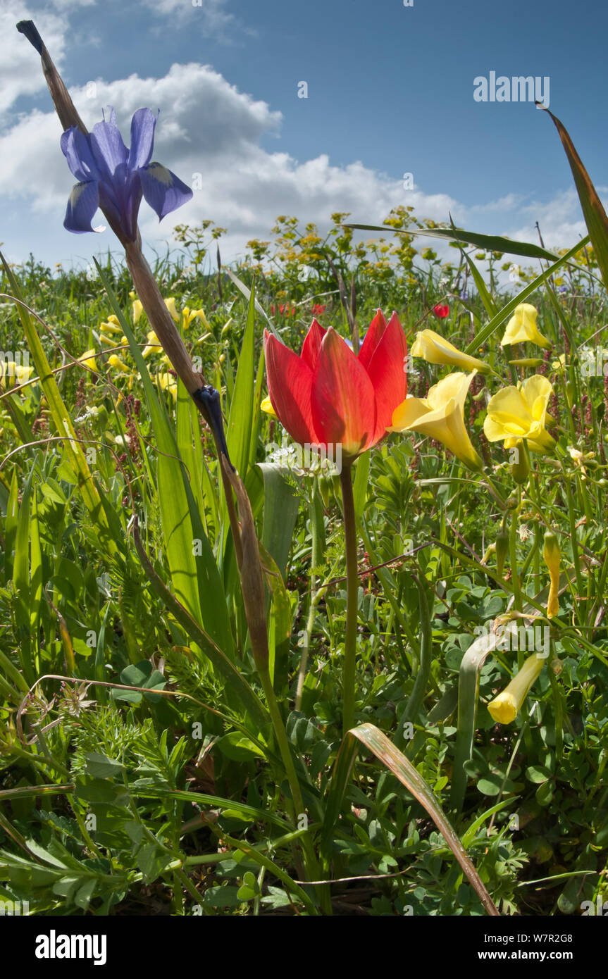 Fleurs sauvages, de gauche à droite de l'écrou de Barbarie (Gynandriris sisyrinchium) Scarlet Tulip (Tulipa) doerfleri et Buttercup oxalis (Oxalis pes-caprae), Crète, Kambos religieux Avril Banque D'Images