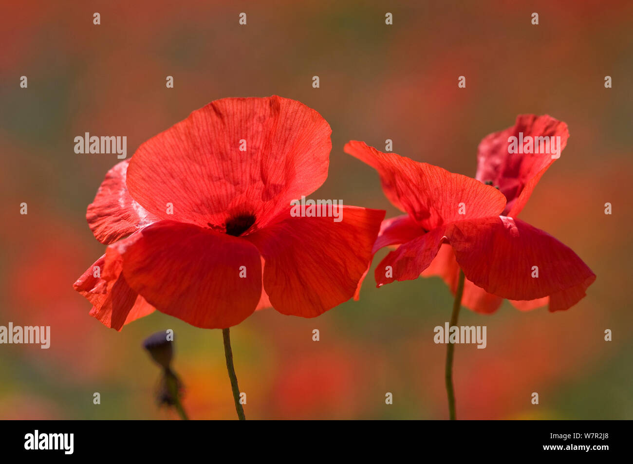 Coquelicot (Papaver rhoeas) en fleur, Bolsena, Italie, mai Banque D'Images