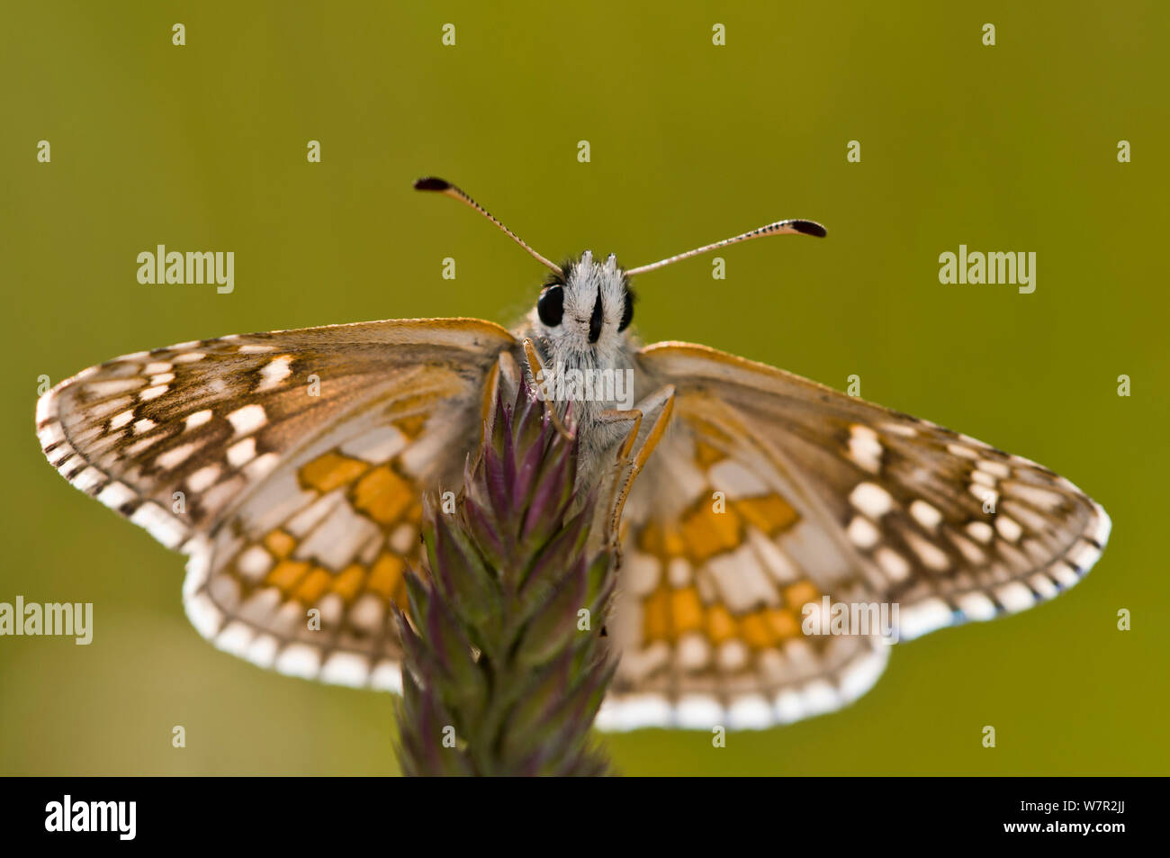 (Pyrgus carthami Hespérie de carthame) reposant sur l'usine, Torrealfina, près de Orvieto, Italie, mai Banque D'Images