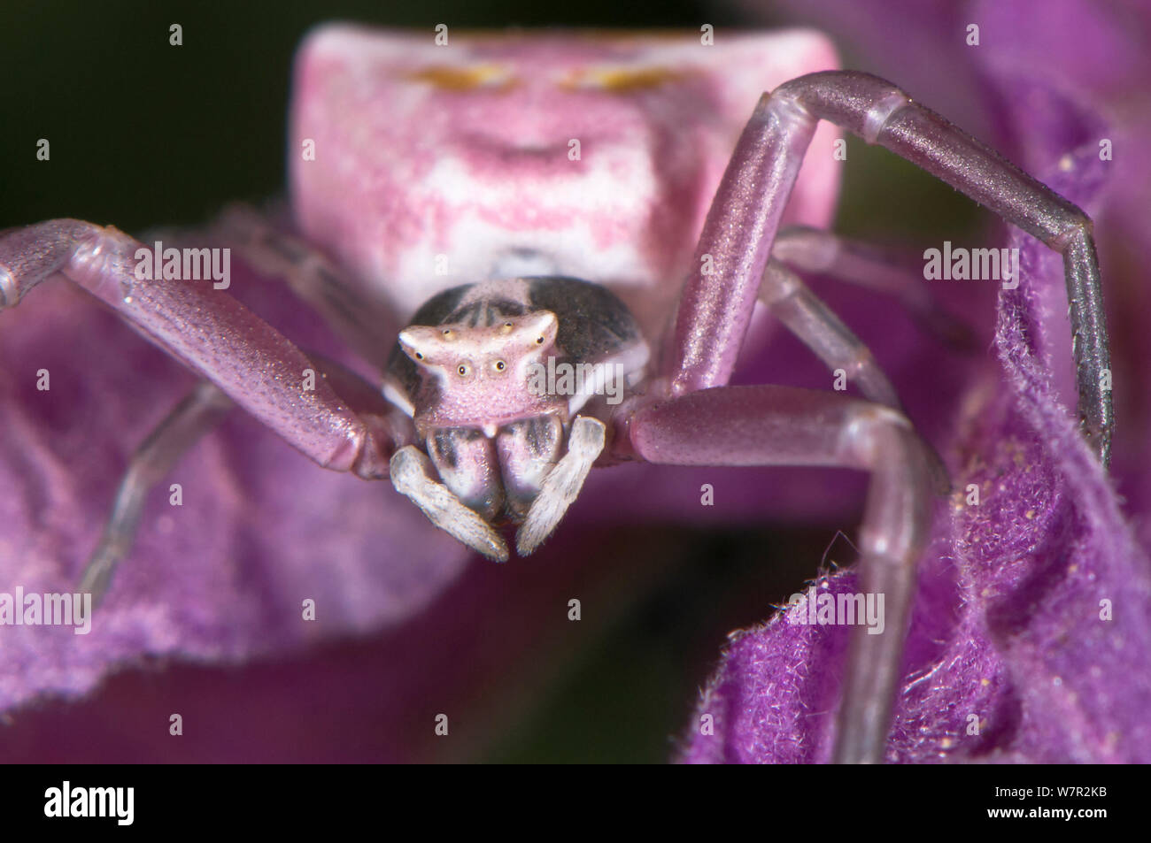 Araignée crabe (Thomisus onustus .) Portrait de femme à fleur, Orvieto, Italie, mai Banque D'Images