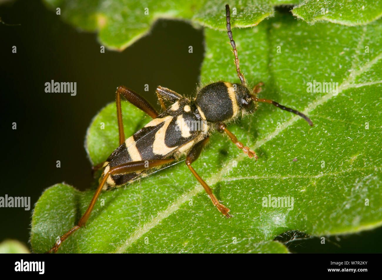 Wasp Beetle (Clytus) arietus une guêpe imiter trouvés sur les troncs des arbres en place ensoleillée, dans le jardin, près de Orvieto, Italie, mai Banque D'Images