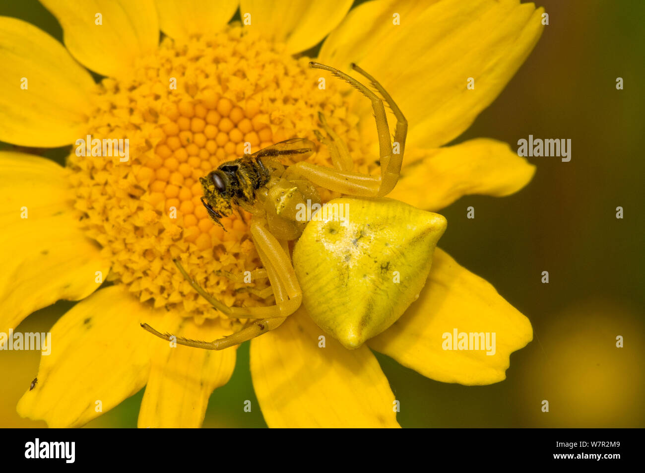 Araignée crabe (Thomisus onustus .) femmes avec les proies, sur fleur de chrysanthème (Chrysanthemum segetum) Jardin, Orvieto, Italie, juin Banque D'Images