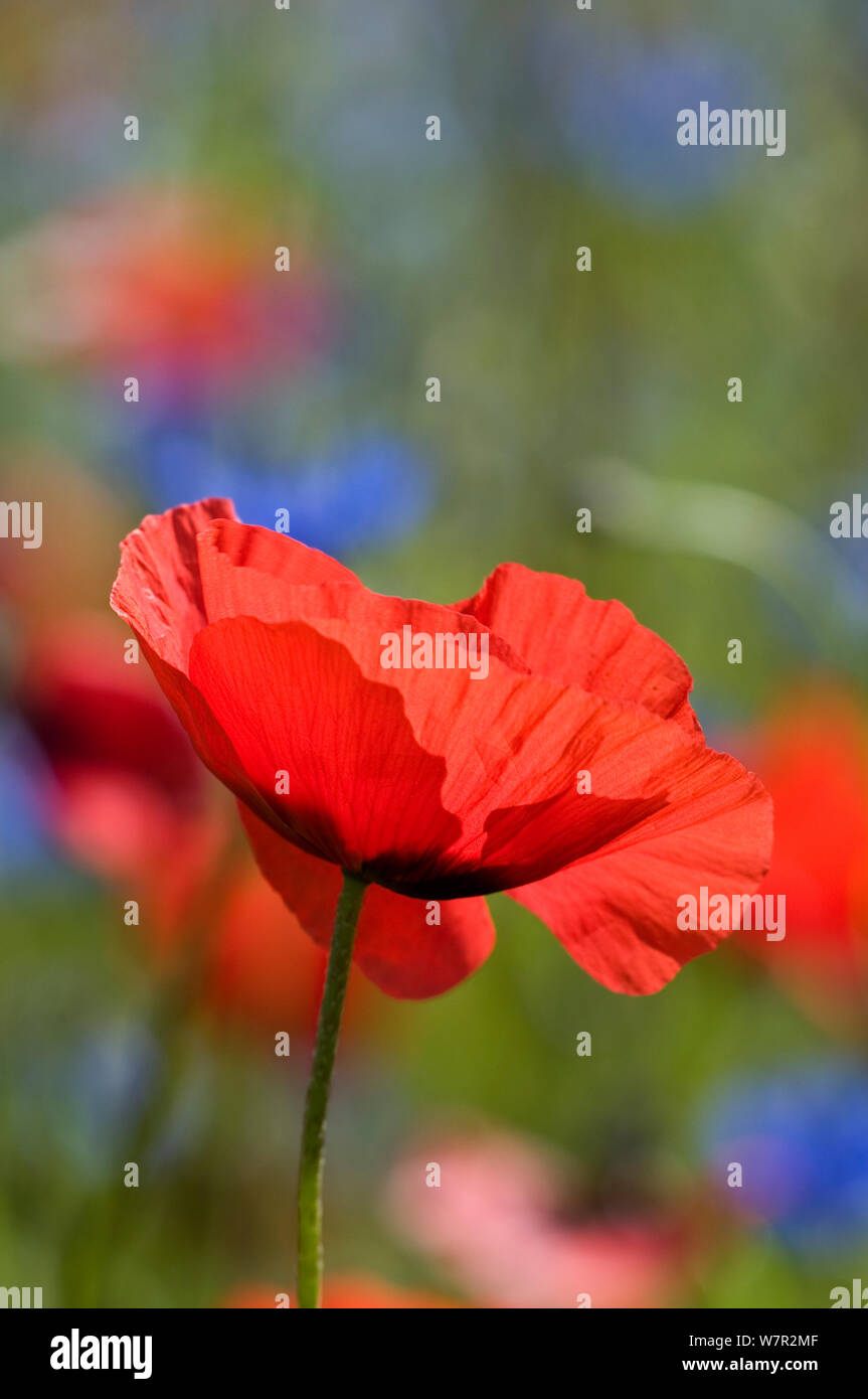 Coquelicot (Papaver rhoeas) croissant sur les champs en jachère près de Orvieto, Ombrie, Italie, juin. Banque D'Images