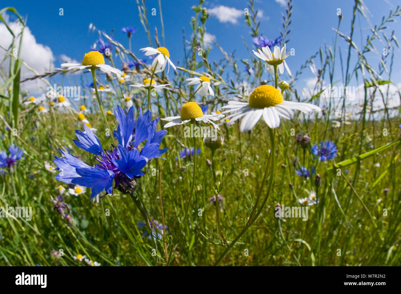 Bleuet (Centaurea cyanus) et parfumée Camomille (Matricaria recutita) croissant sur les champs en jachère près de Orvieto, Ombrie, Italie, mai. Prises avec objectif fisheye Banque D'Images