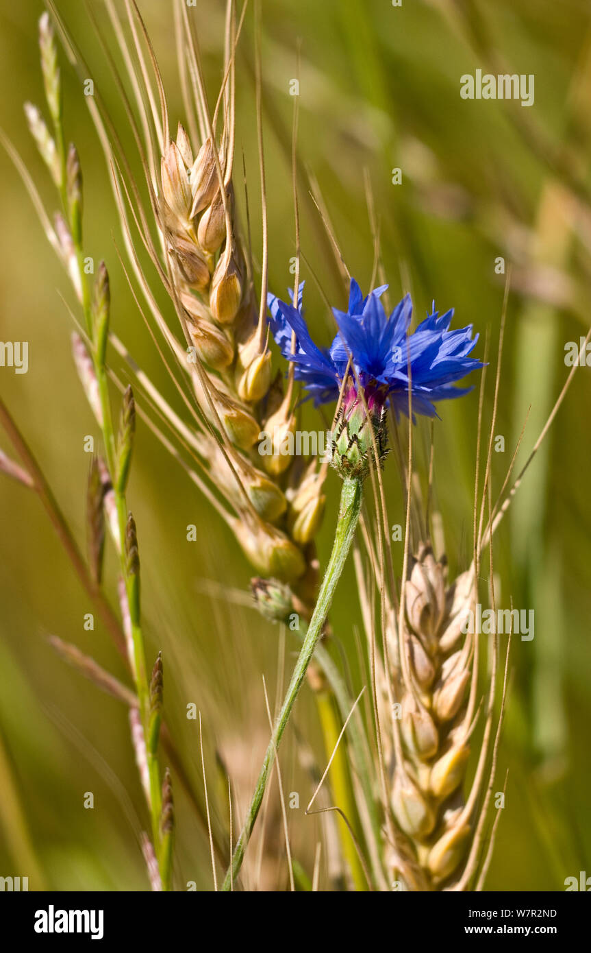 Le bleuet (Centaurea cyanus) croissant sur les champs en jachère avec du blé, près de Orvieto, Ombrie, Italie, mai. Prises avec objectif fisheye Banque D'Images