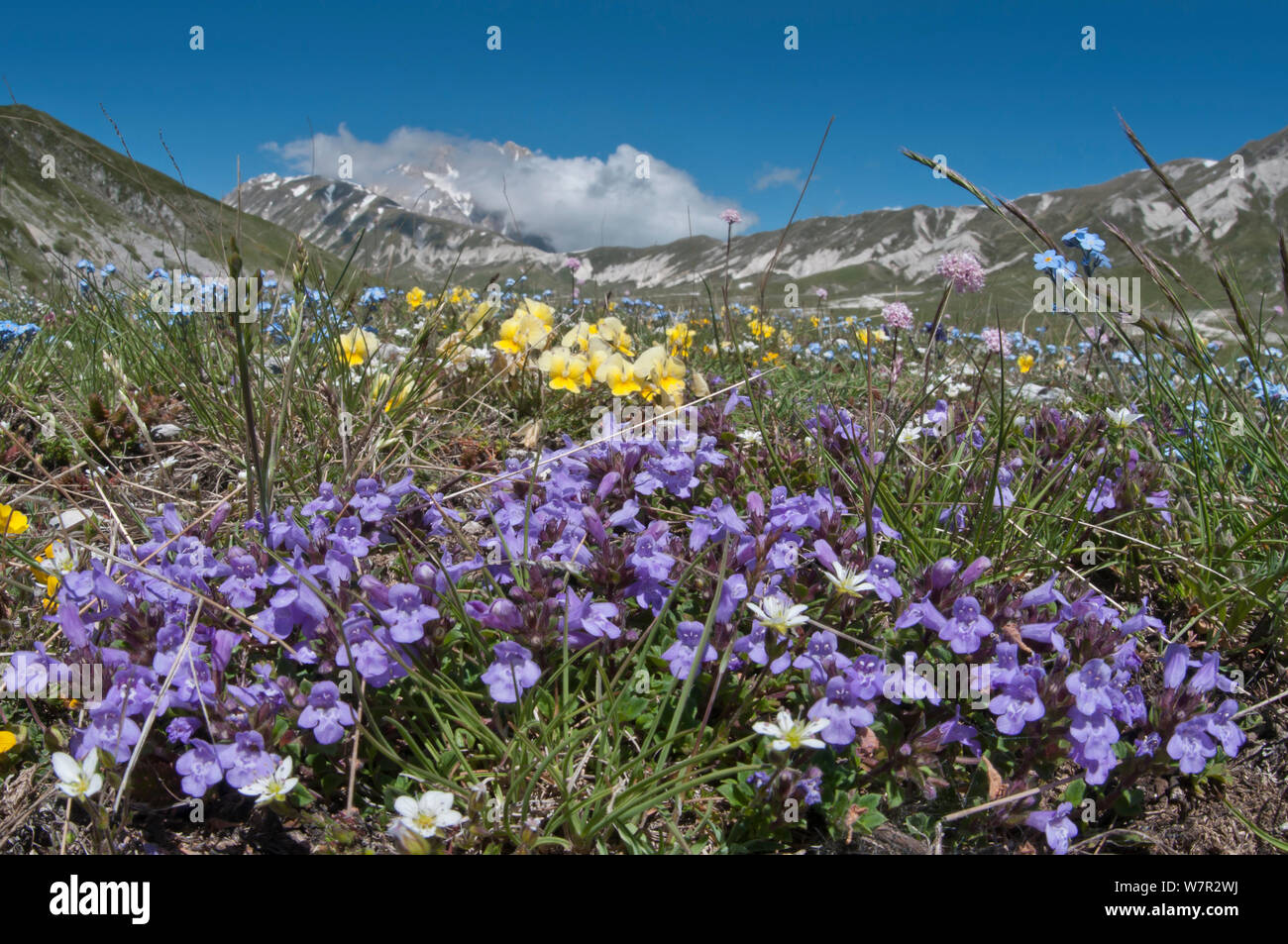 Acinos arvensis (thym basilic) avec l'Alto (Viola eugeniae) et Myosotis (Myosotis) Campo Imperatore, Gran Sasso, Apennins, Abruzzes, Italie, mai Banque D'Images