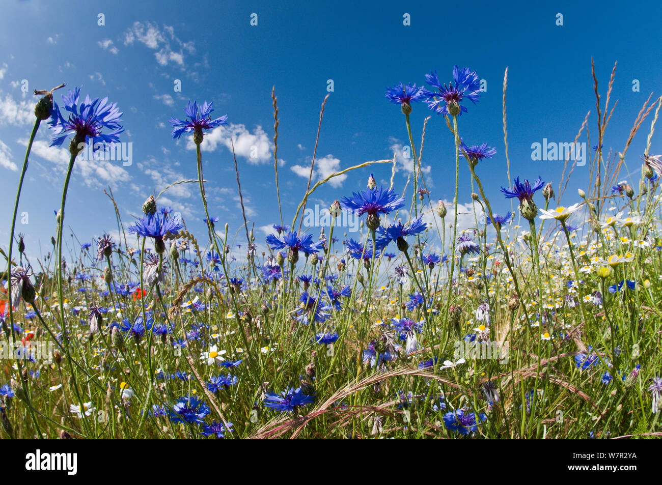 Bleuet (Centaurea cyanus) dans les champs en jachère, près de Sugano, Orvieto, Italie, juin Banque D'Images