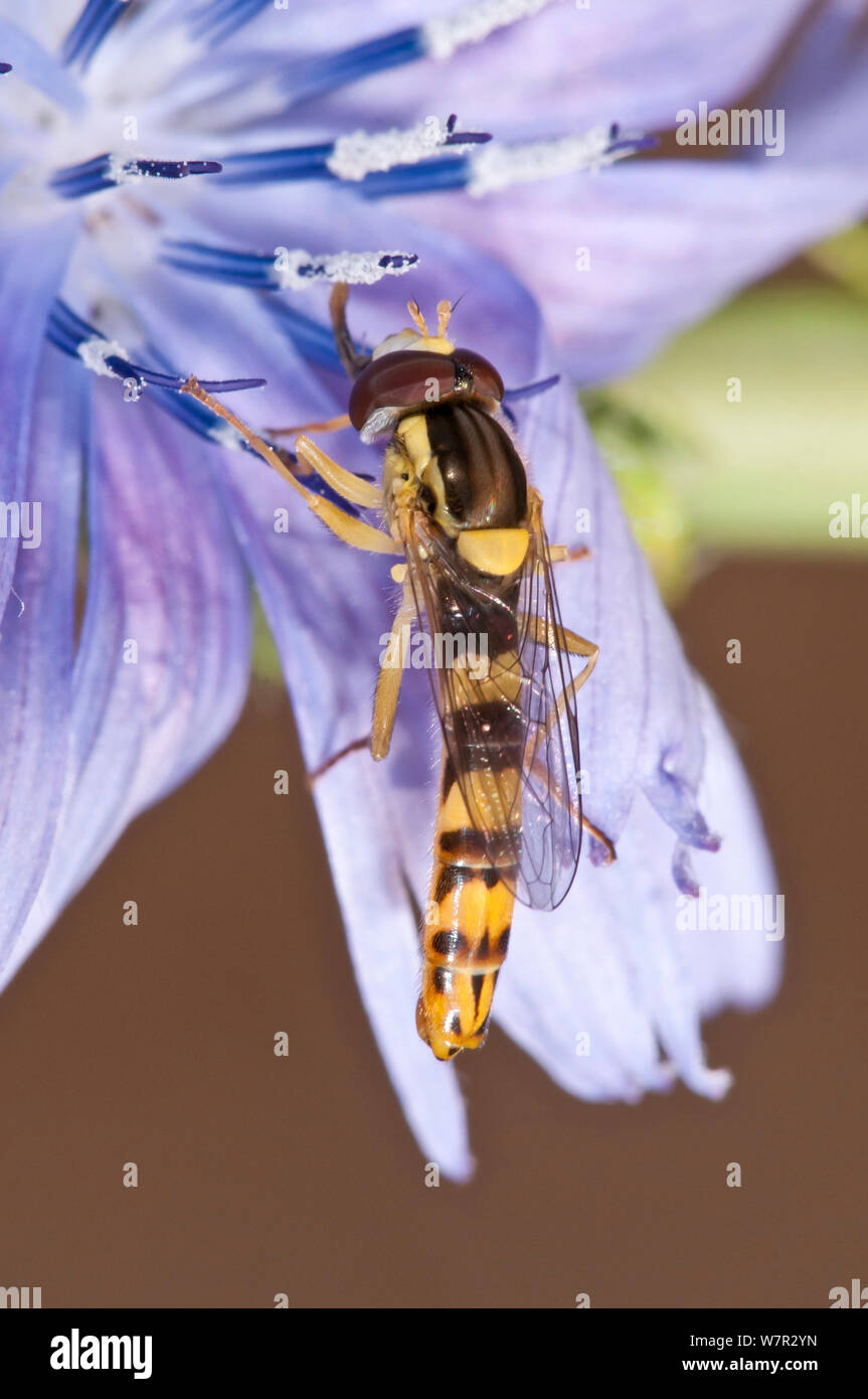 Hover Fly (Sphaerophoria scripta) sur fleur de chicorée, Gran Sasso, Apennins Abruzzo, Italie, juin Banque D'Images