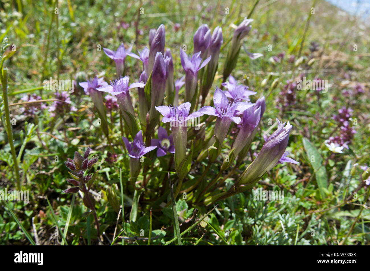 Gentiane (Gentianella campestris champ) une espèce des régions de montagne en Europe. Le Mont Vettore, Sibillini, Ombrie, Italie, juin Banque D'Images