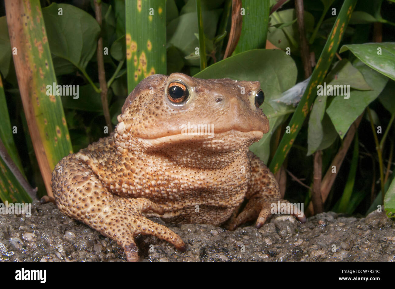 Femelle crapaud commun (Bufo bufo) portrait, près de Orvieto, Ombrie, Italie, juillet Banque D'Images