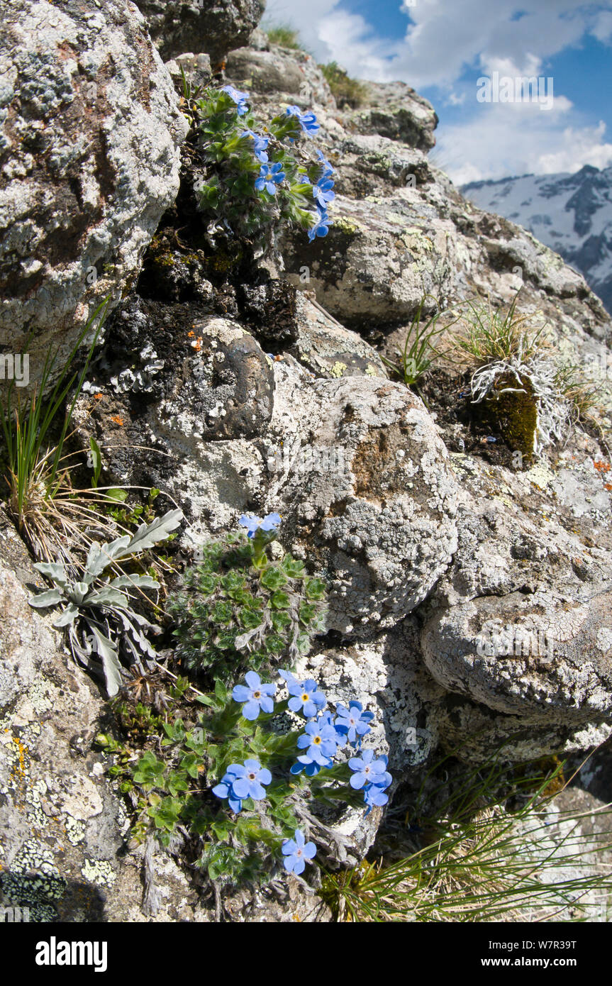 Le roi des Alpes (Eritrichium nanum) en fleur, dans les affleurements de granit au-dessus du col Pordoi, Sella, Dolomites, Italie, juillet Banque D'Images