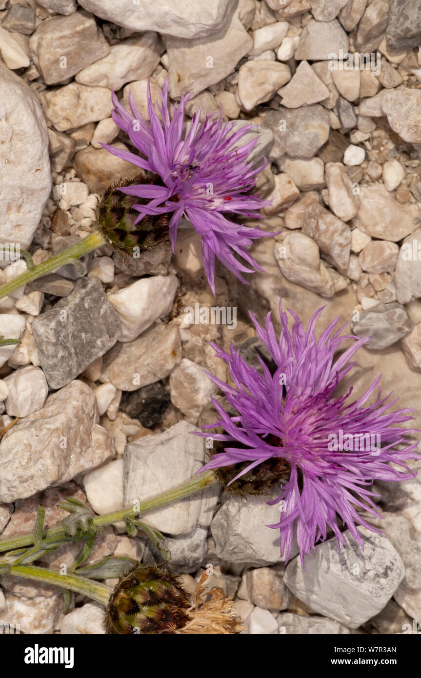 La centaurée (Centaurea Abruzzes ambigua) en fleur, de Campo Imperatore, Gran Sasso, Apennins, Abruzzo, Italie Banque D'Images
